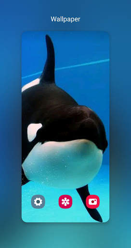 orca wallpaper_خلفيات الحوت القاتل 1 تصوير الشاشة
