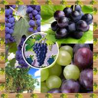 Grapes Photo Collage logo