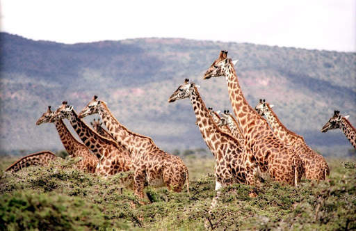 Wildlife Photo Frames screenshot 5