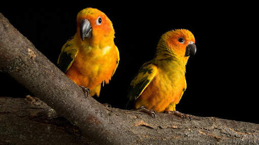 Parrots Live Wallpaper : 7fon & LWP screenshot 5