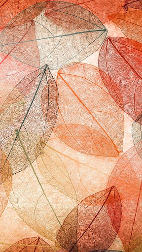 Leaf Full HD Wallpaper screenshot 5