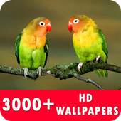 Bird Live Wallpapers HD 1.0.1
