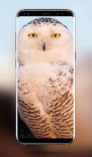Owl Bird Wallpaper - 4k & Full HD Wallpapers screenshot 4