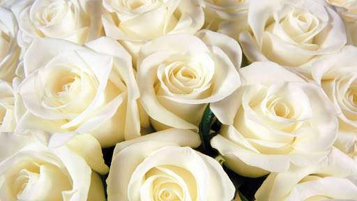 White Rose Live Wallpaper screenshot 13