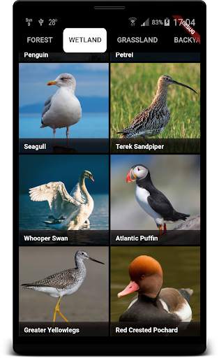 Bird Sounds स्क्रीनशॉट 9