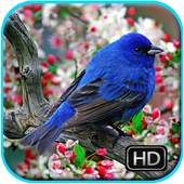 Birds Wallpaper 1.0