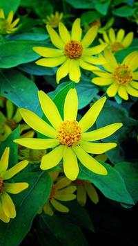 Flower Wallpapers screenshot 16