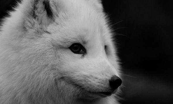 Arctic Fox Wallpapers screenshot 3
