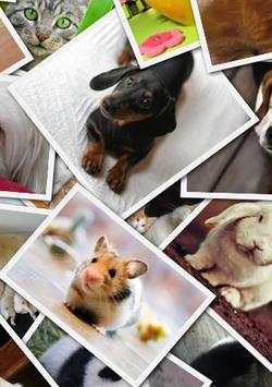 Collage & Stiker Photo 1 تصوير الشاشة