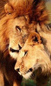 Lion wallpaper screenshot 3