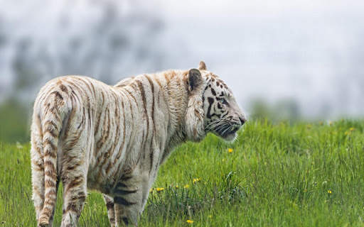 Tiger Live Wallpaper screenshot 7