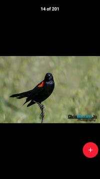 All Birds स्क्रीनशॉट 2