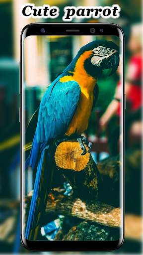 Cute Parrot Wallpaper screenshot 2