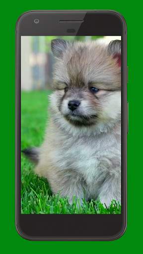 Cute Puppies Video Wallpaper screenshot 1