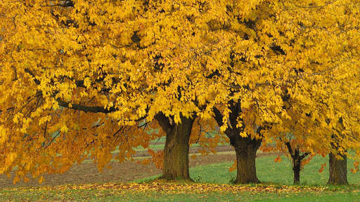 Yellow Live Wallpaper : 7fon & LWP screenshot 13
