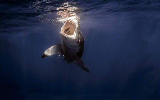 Shark Live Wallpaper (Wallpapers & Backgrounds) screenshot 7