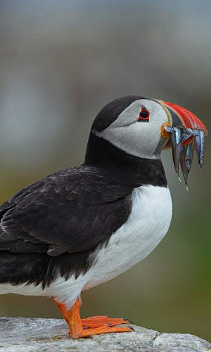 Puffin Wallpaper screenshot 3