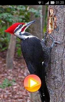 South American Birds скриншот 3