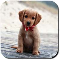 Puppy Wallpapers