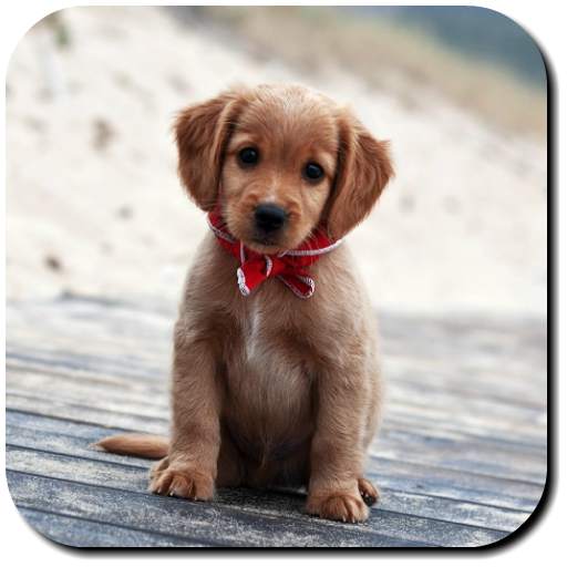 Puppy Wallpapers 3