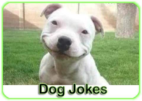 Funny Pictures Jokes screenshot 2