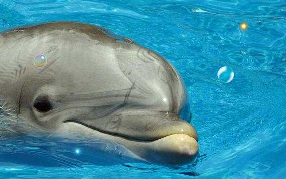 Dolphins Sound live wallpaper screenshot 4