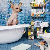 Funny Moments Jigsaw Puzzles 1.0