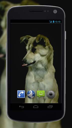 4K Dogs Slow-mo Video Live Wallpaper screenshot 3