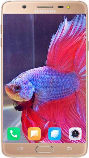 Betta Fish Wallpaper screenshot 7