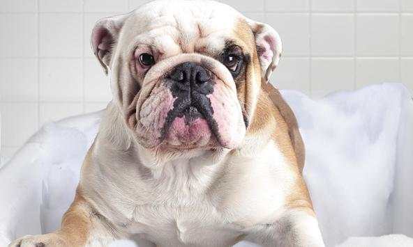 Bulldog Wallpapers screenshot 4