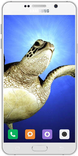 Turtle Wallpaper HD screenshot 9