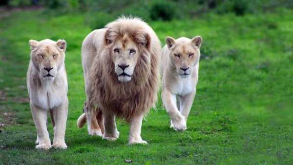 The king of beasts screenshot 4