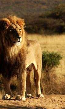Lion wallpapers screenshot 3