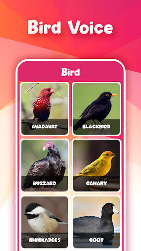 Animal Bird Sounds screenshot 3