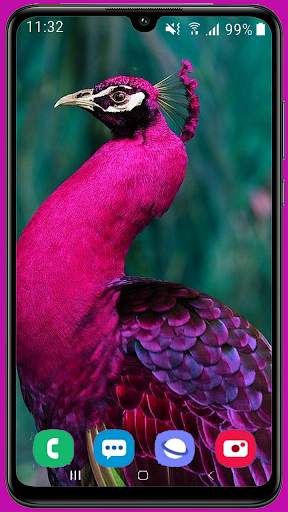 Peacock Wallpaper HD screenshot 1