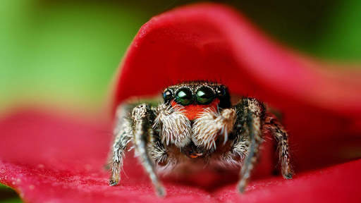 Spider Live Wallpaper (Wallpapers & Backgrounds) screenshot 8