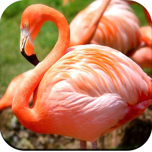 Flamingo wallpaper 4K 1.05