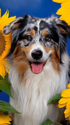🐕 Border Collie Wallpapers – Cute Dog Wallpaper screenshot 3