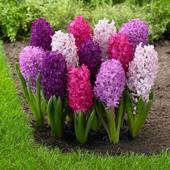 ikon Good Morning Flower