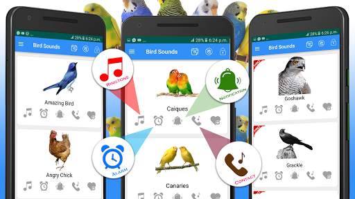Bird Calls, Sounds & Ringtones for mind relaxation screenshot 2