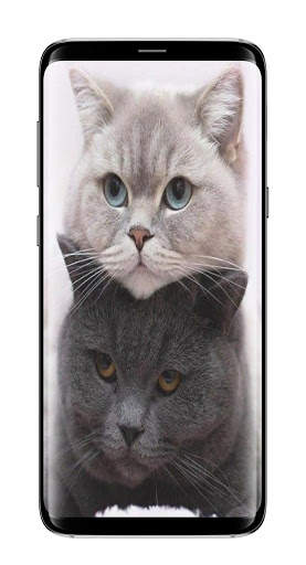 Cute Cat Wallpaper HD screenshot 7