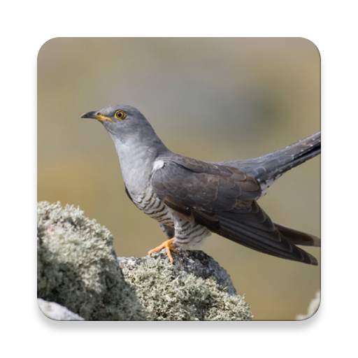 Cuckoo Bird Sound Collections ~ Sclip.app 1.0.2
