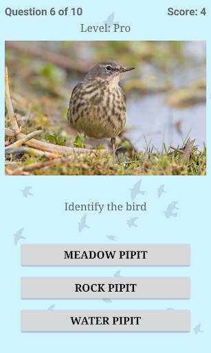 British Birds ID Quiz screenshot 5