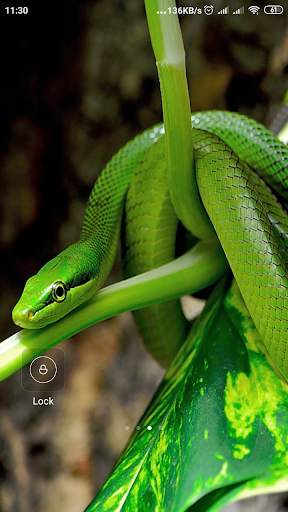 Snake Wallpaper screenshot 15