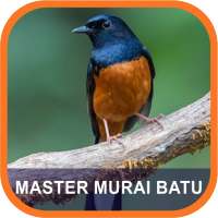 Masteran Murai Batu Terlengkap on 9Apps