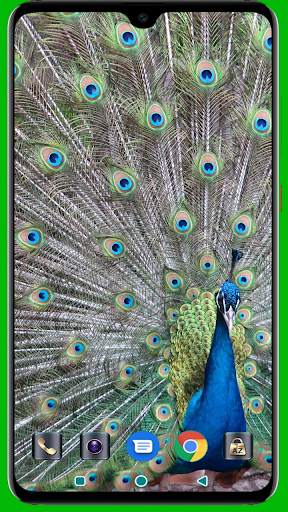 Peacock HD Wallpaper screenshot 7