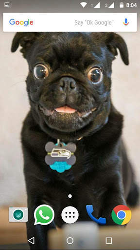 Pug Dog HD Wallpaper screenshot 6