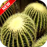 Cactus Wallpaper 🌵