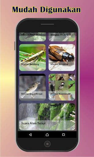 Master Burung Kasar screenshot 4