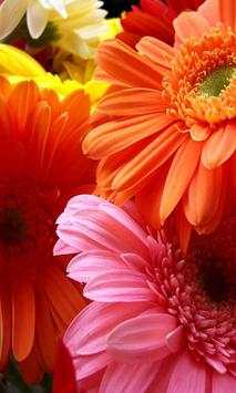 Flowers Wallpapers screenshot 4